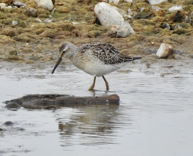 Stilt Sandpiper - ML641623323