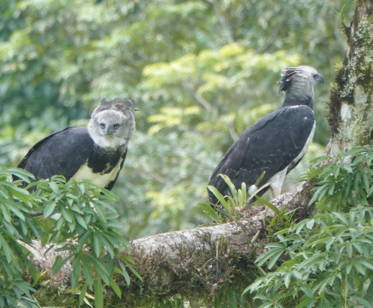 Harpy Eagle - ML641623329