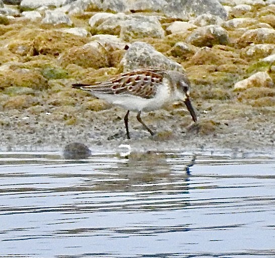Western Sandpiper - ML641623331