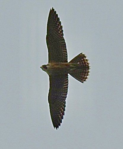 Peregrine Falcon - ML641623340