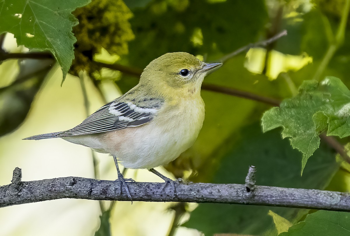 Bay-breasted Warbler - ML641623345