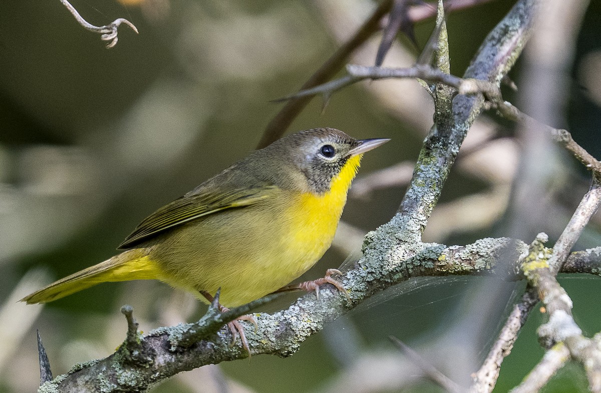 Common Yellowthroat - ML641623410