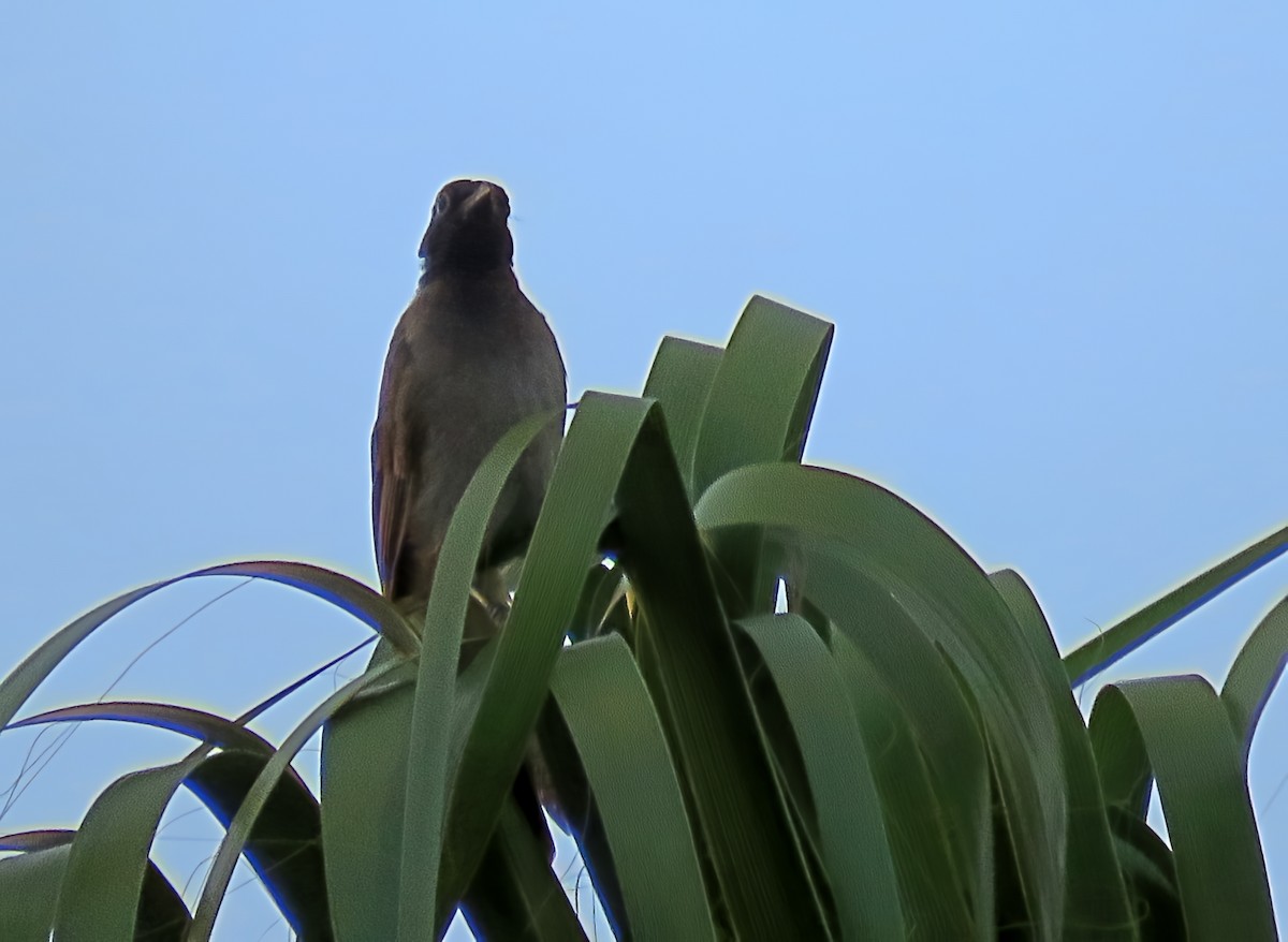 White-spectacled Bulbul - ML641623468