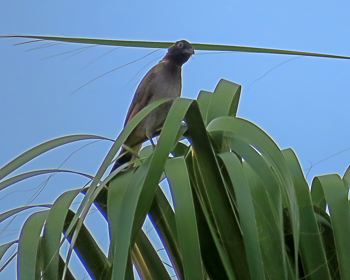 White-spectacled Bulbul - ML641623469