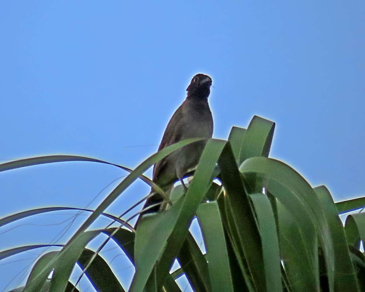White-spectacled Bulbul - ML641623470