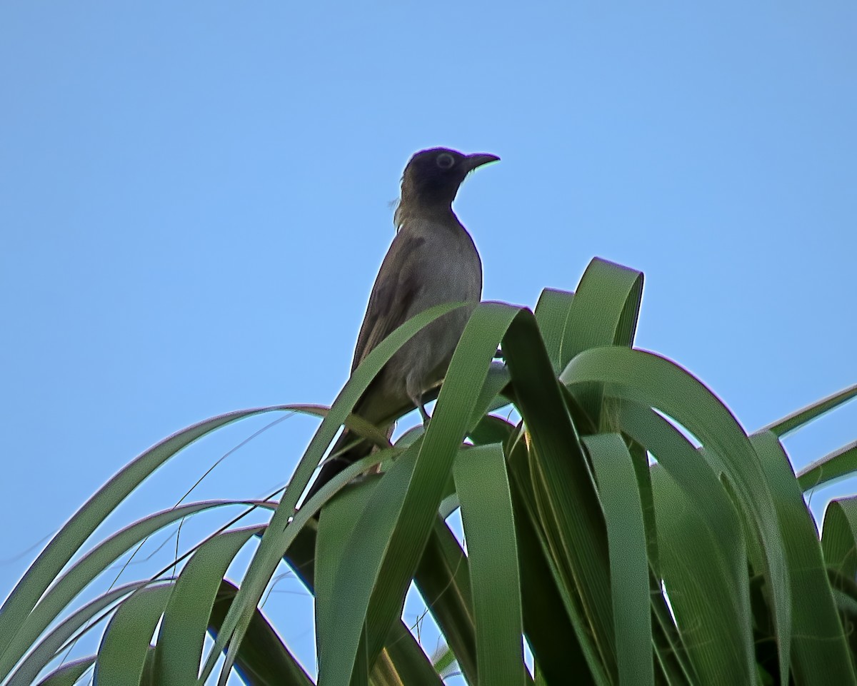 White-spectacled Bulbul - ML641623471