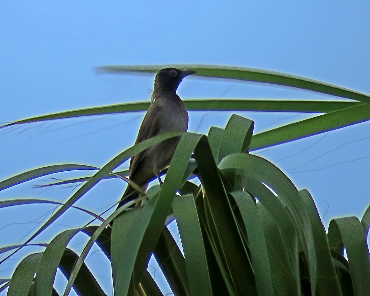 White-spectacled Bulbul - ML641623472
