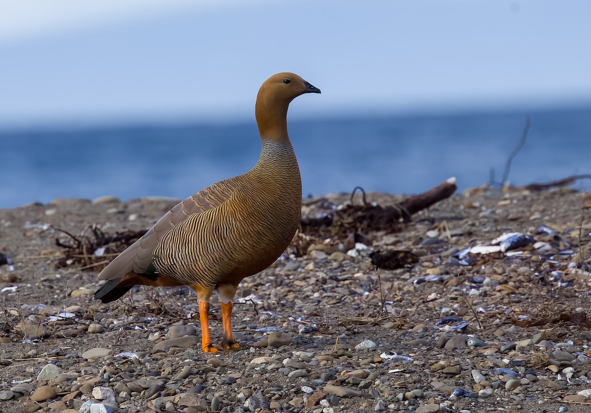 Ruddy-headed Goose - ML641623542