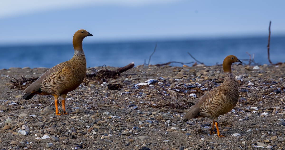 Ruddy-headed Goose - ML641623543