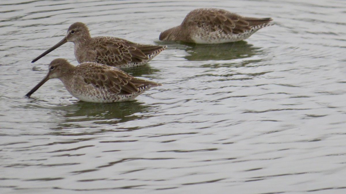 Хараалжин цууцил - ML641623557