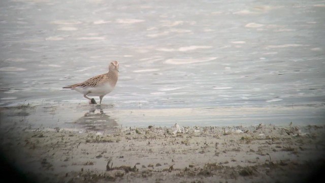 アメリカウズラシギ - ML641623560