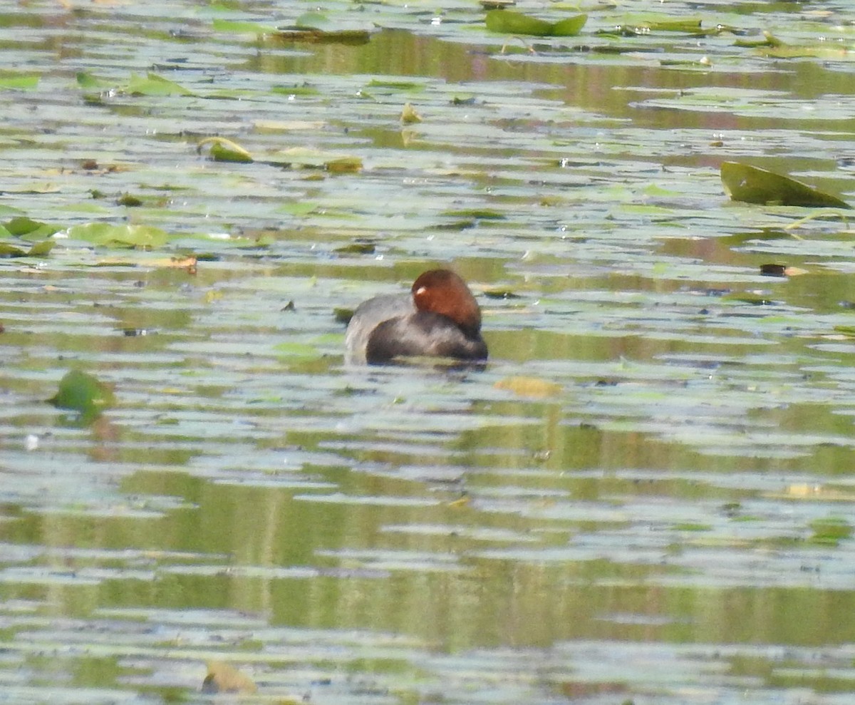 Redhead - ML641623562
