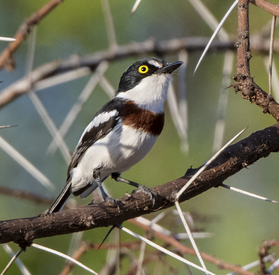 Eastern Black-headed Batis - ML641623568