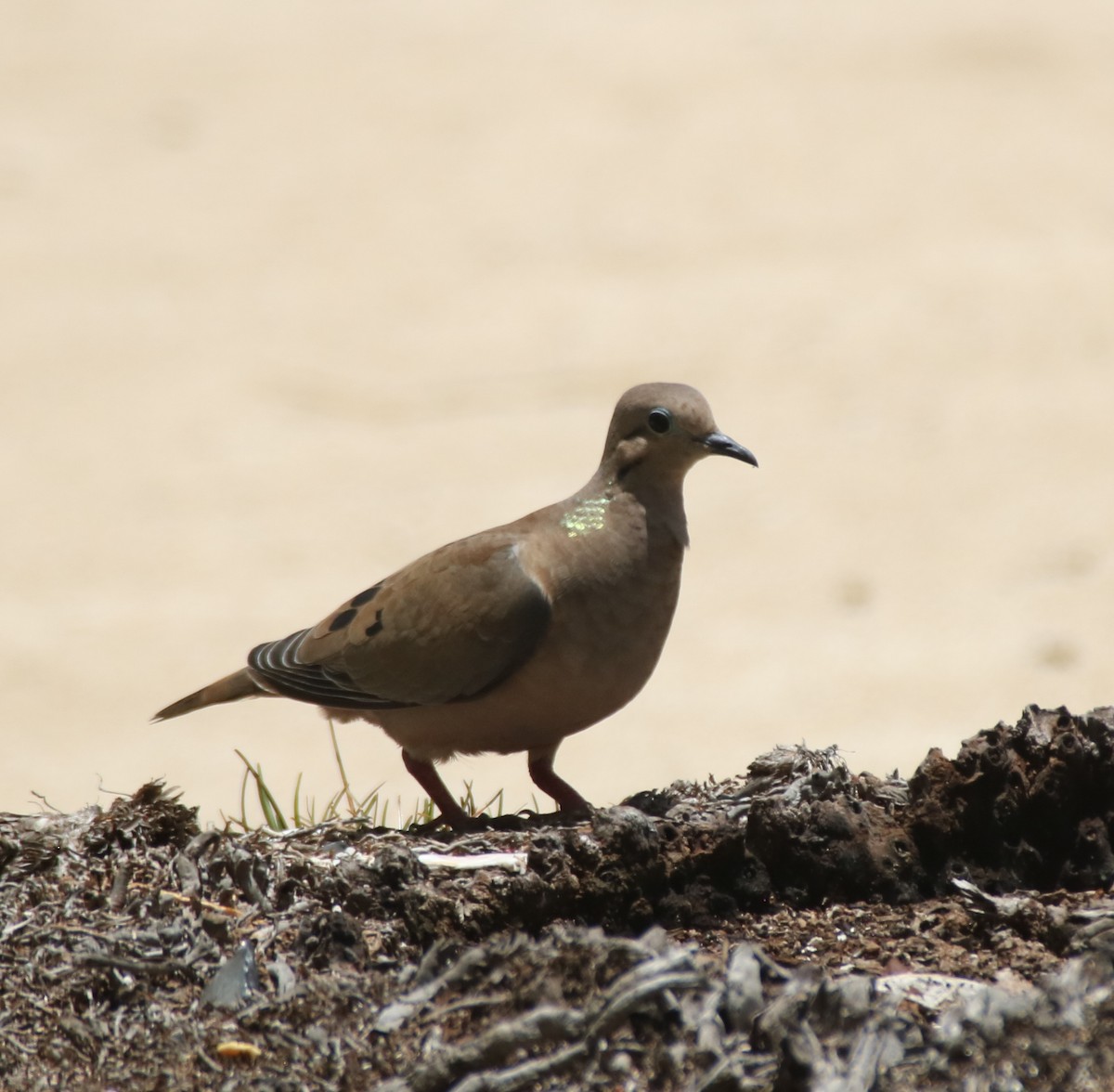 Eared Dove - ML641623632