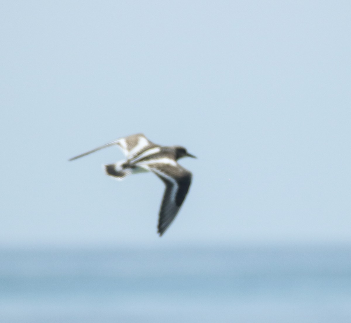 Ruddy Turnstone - ML641623636