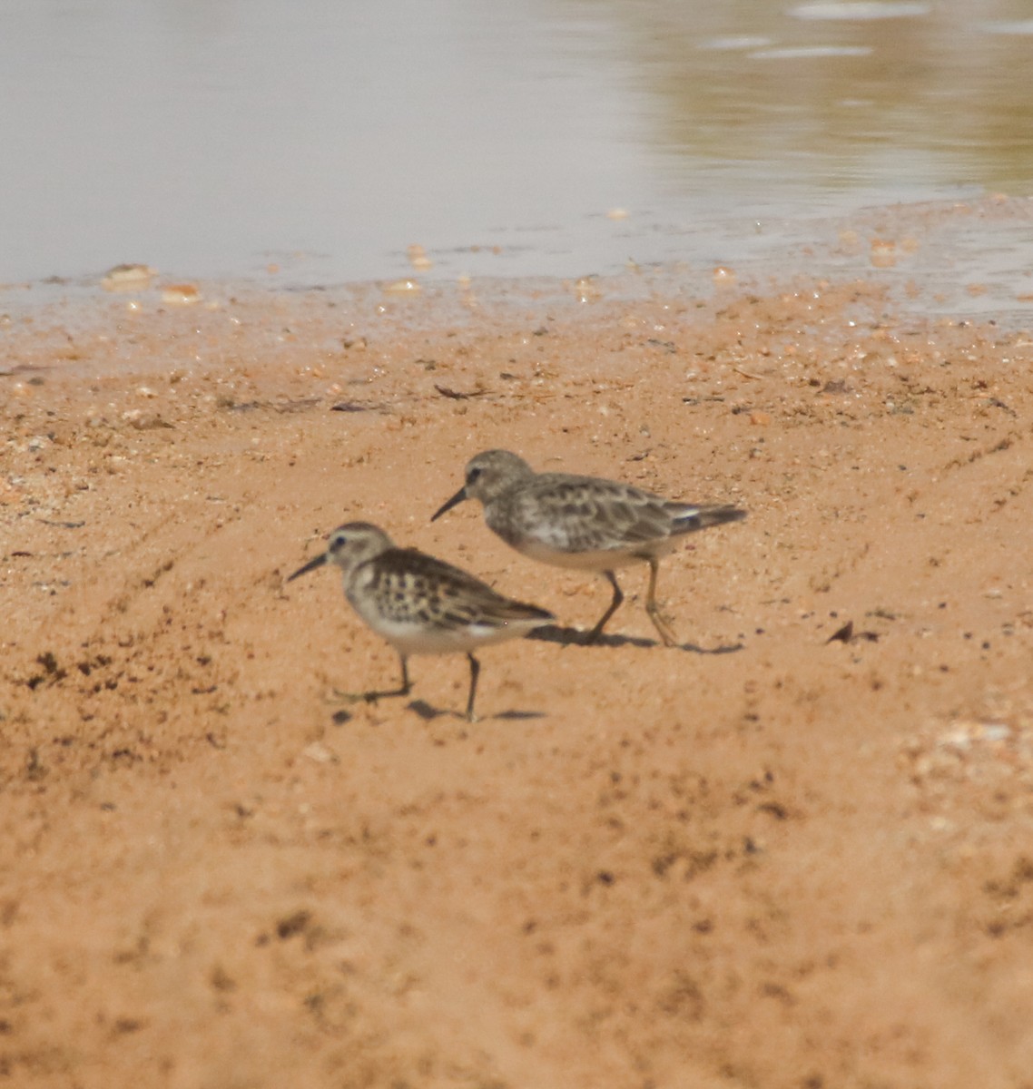 Least Sandpiper - ML641623645