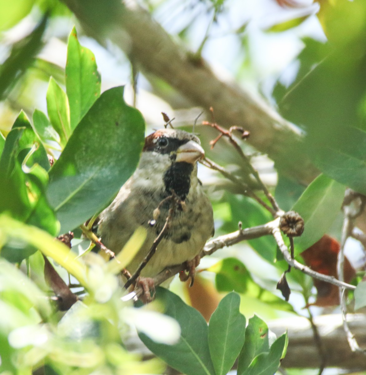 House Sparrow - ML641623646
