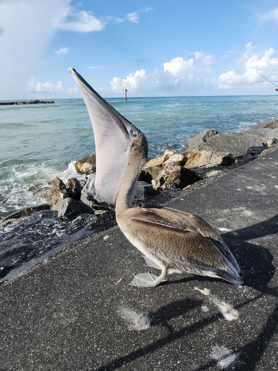 Brown Pelican - ML641623755