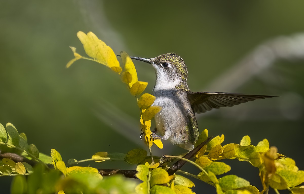 Ruby-throated Hummingbird - ML641623779