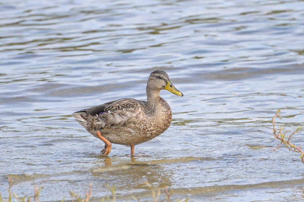 Mallard - ML641623822