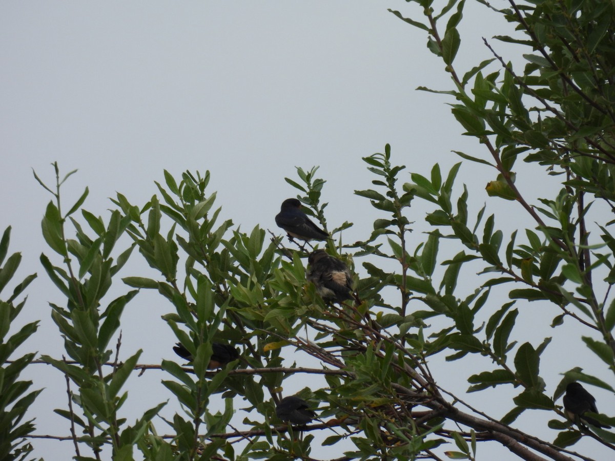 Cliff Swallow - ML641623830