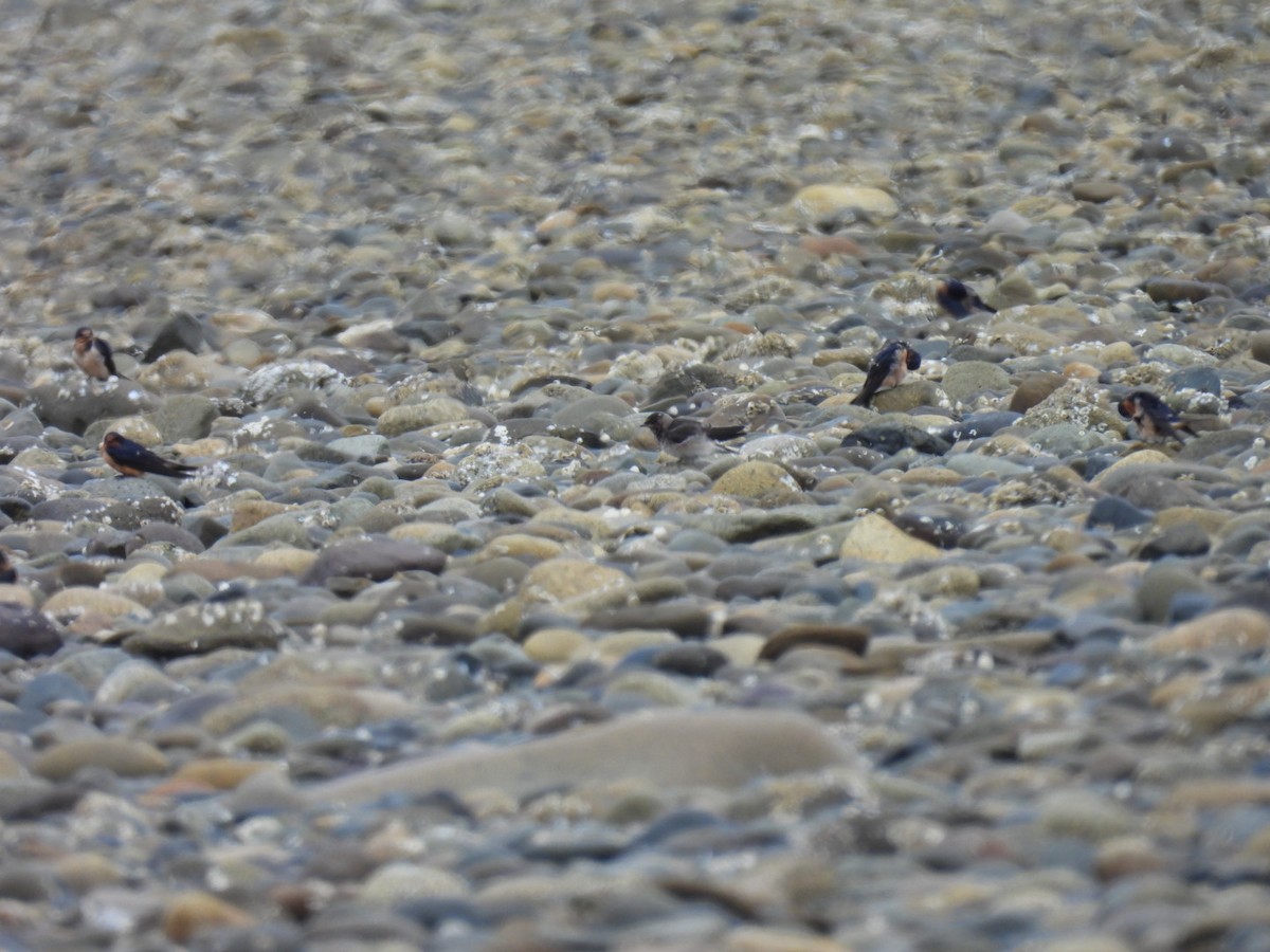 Cliff Swallow - ML641623831