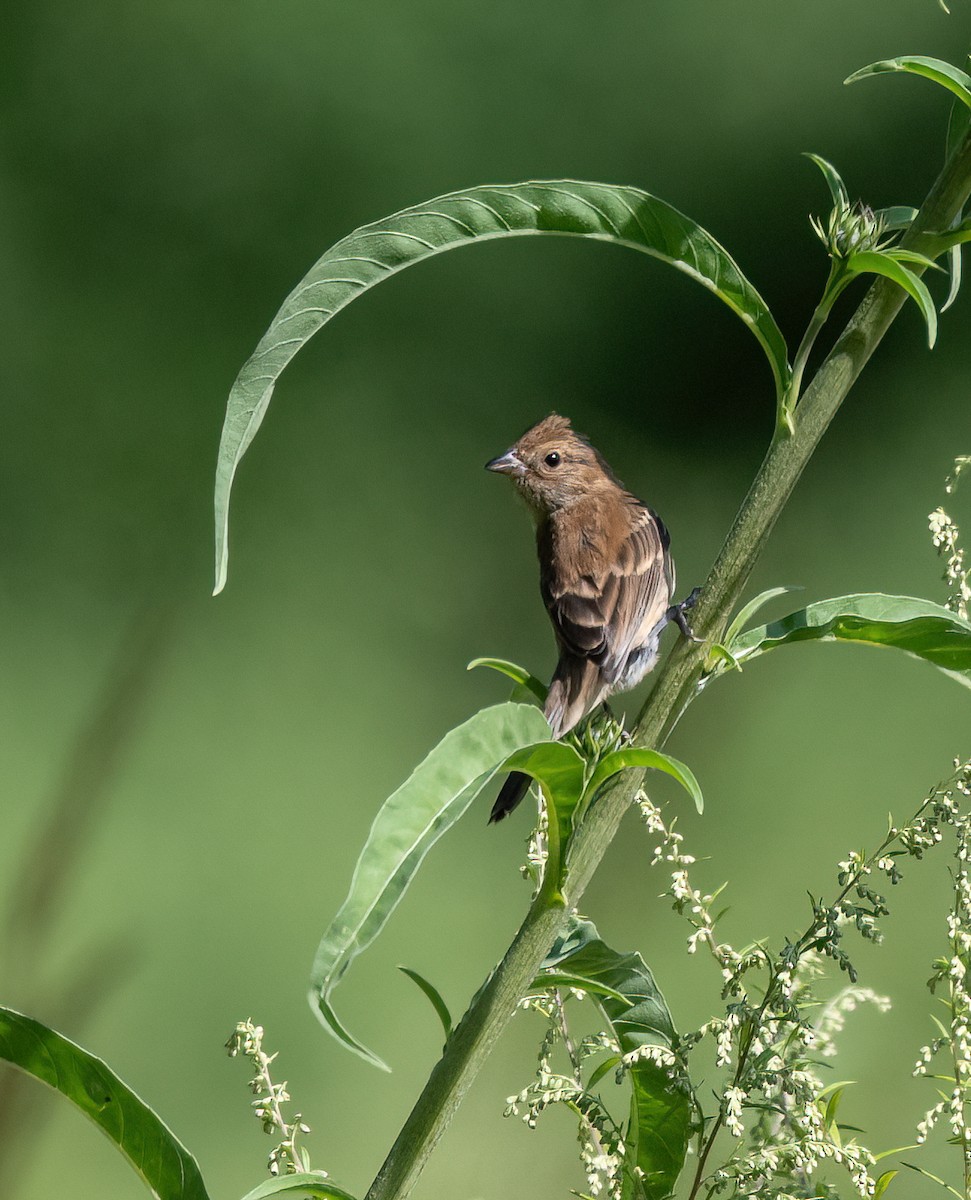 Indigo Bunting - ML641623839