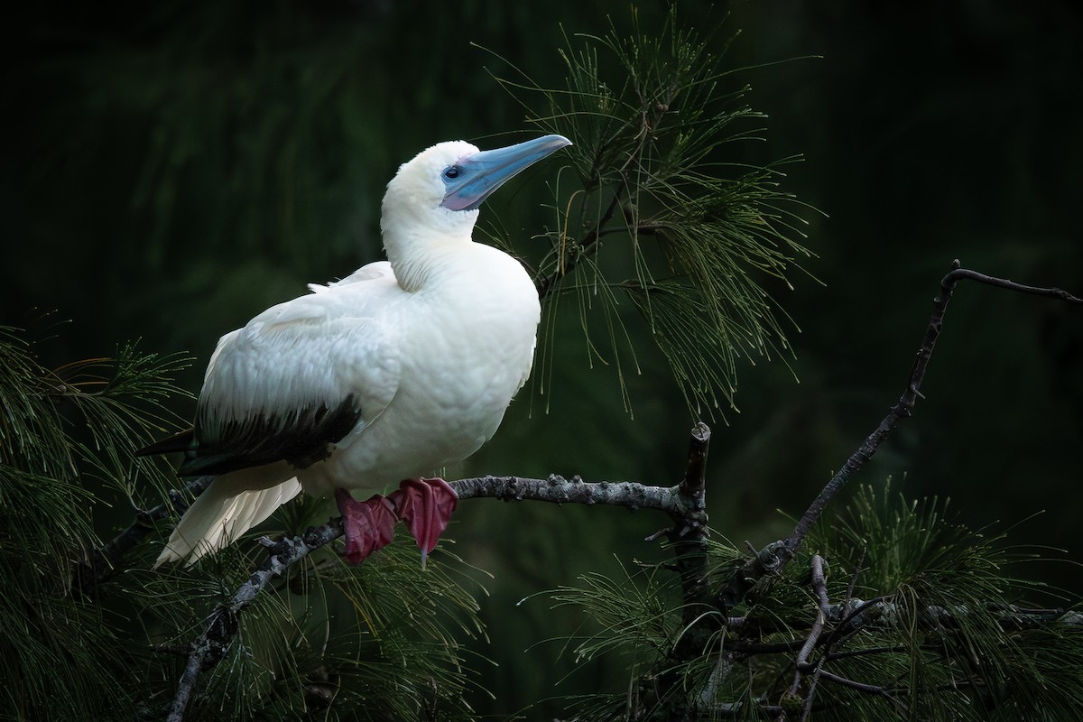 Red-footed Booby - ML641623858