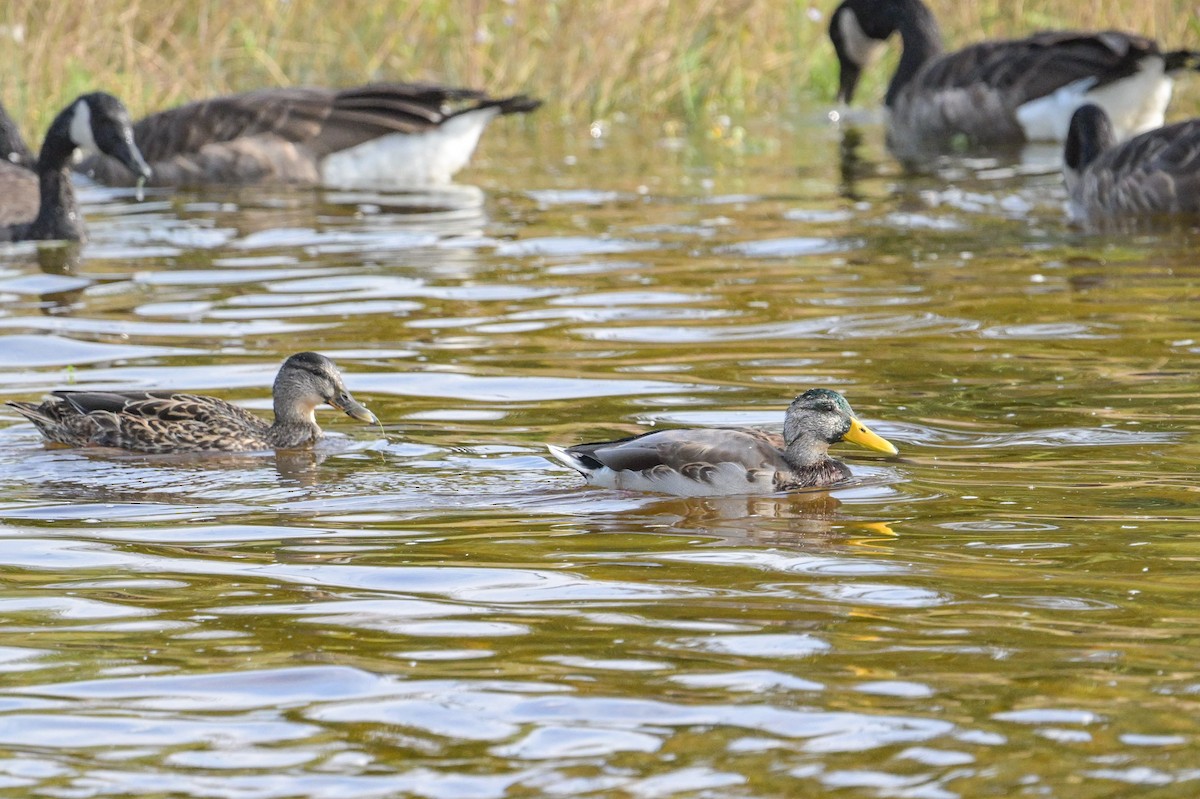 Mallard - ML641623921