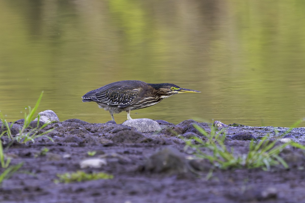 Green Heron - ML641623933
