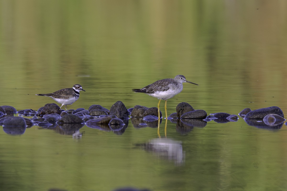 Greater Yellowlegs - ML641623945