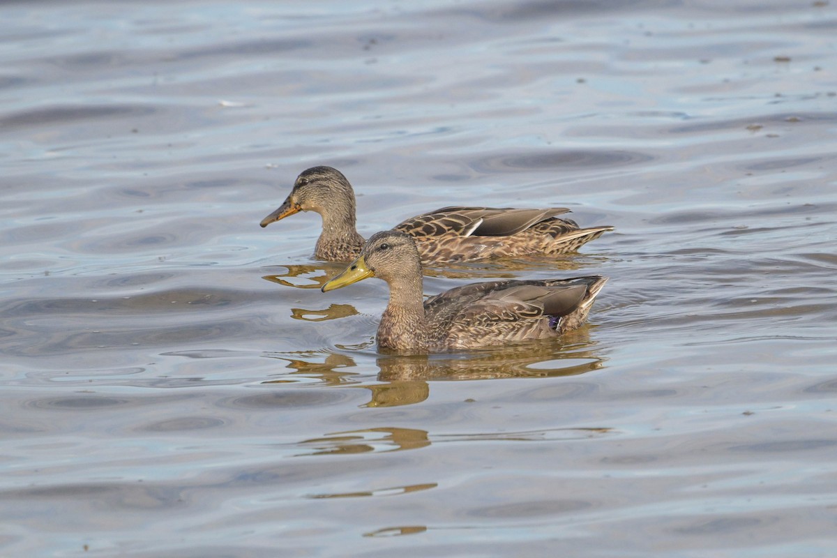Mallard - ML641623952