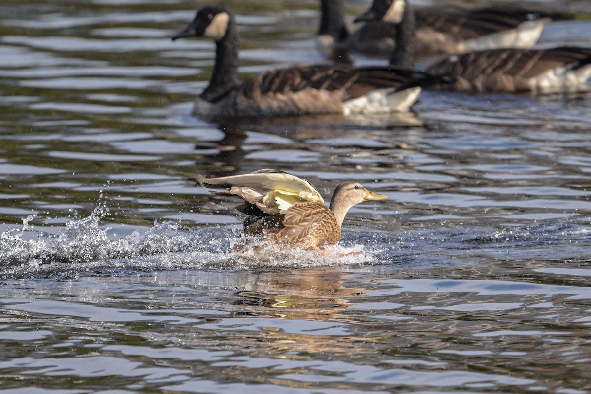 Mallard - ML641623971