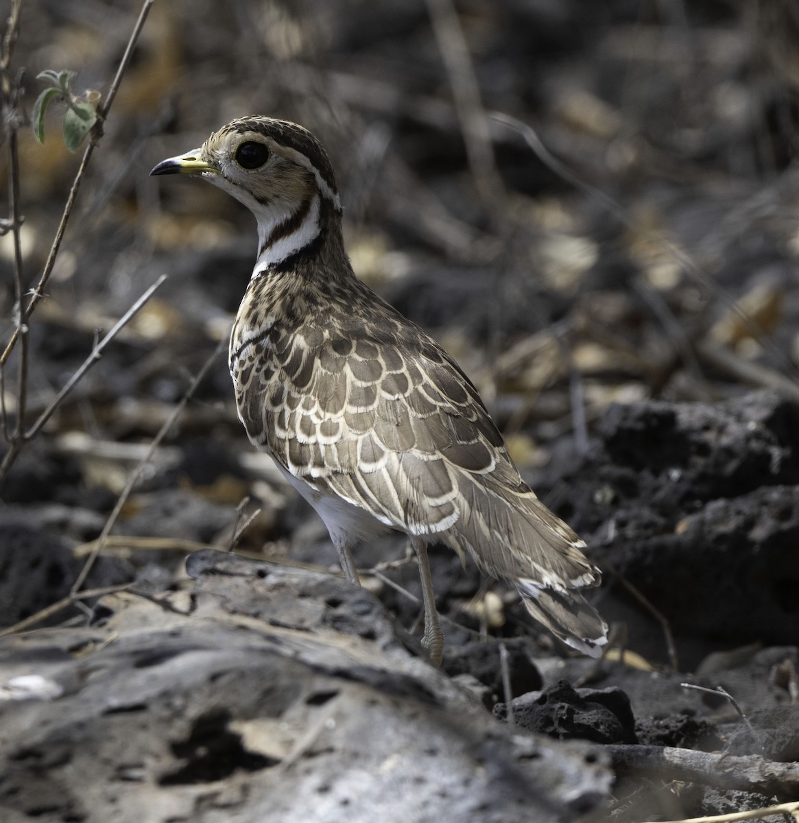 Bindenrennvogel - ML641624041