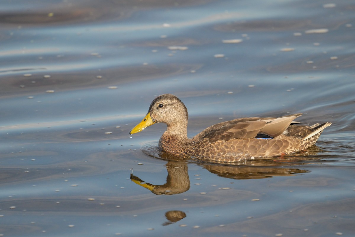 Mallard - ML641624043