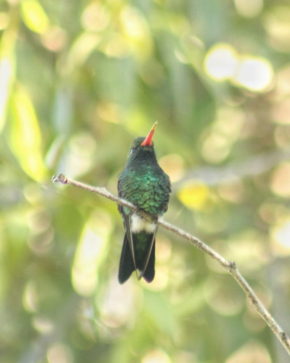 Glittering-bellied Emerald - ML641624101