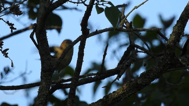 American Goldfinch - ML641624103