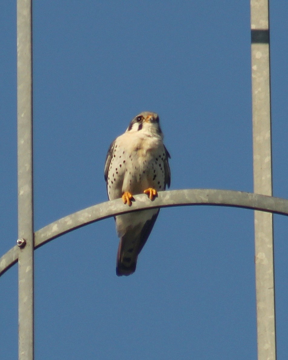 American Kestrel (South American) - ML641624165