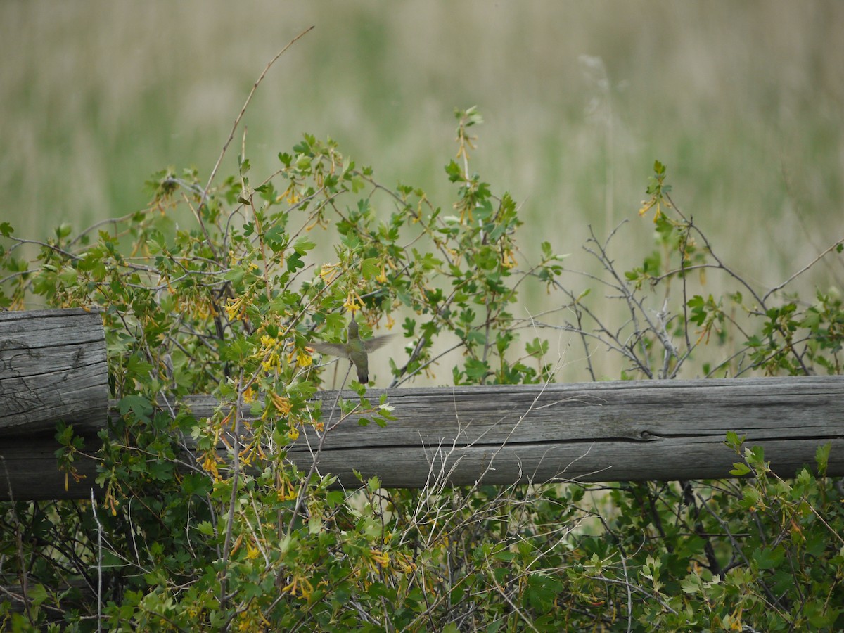 Black-chinned Hummingbird - ML641624242