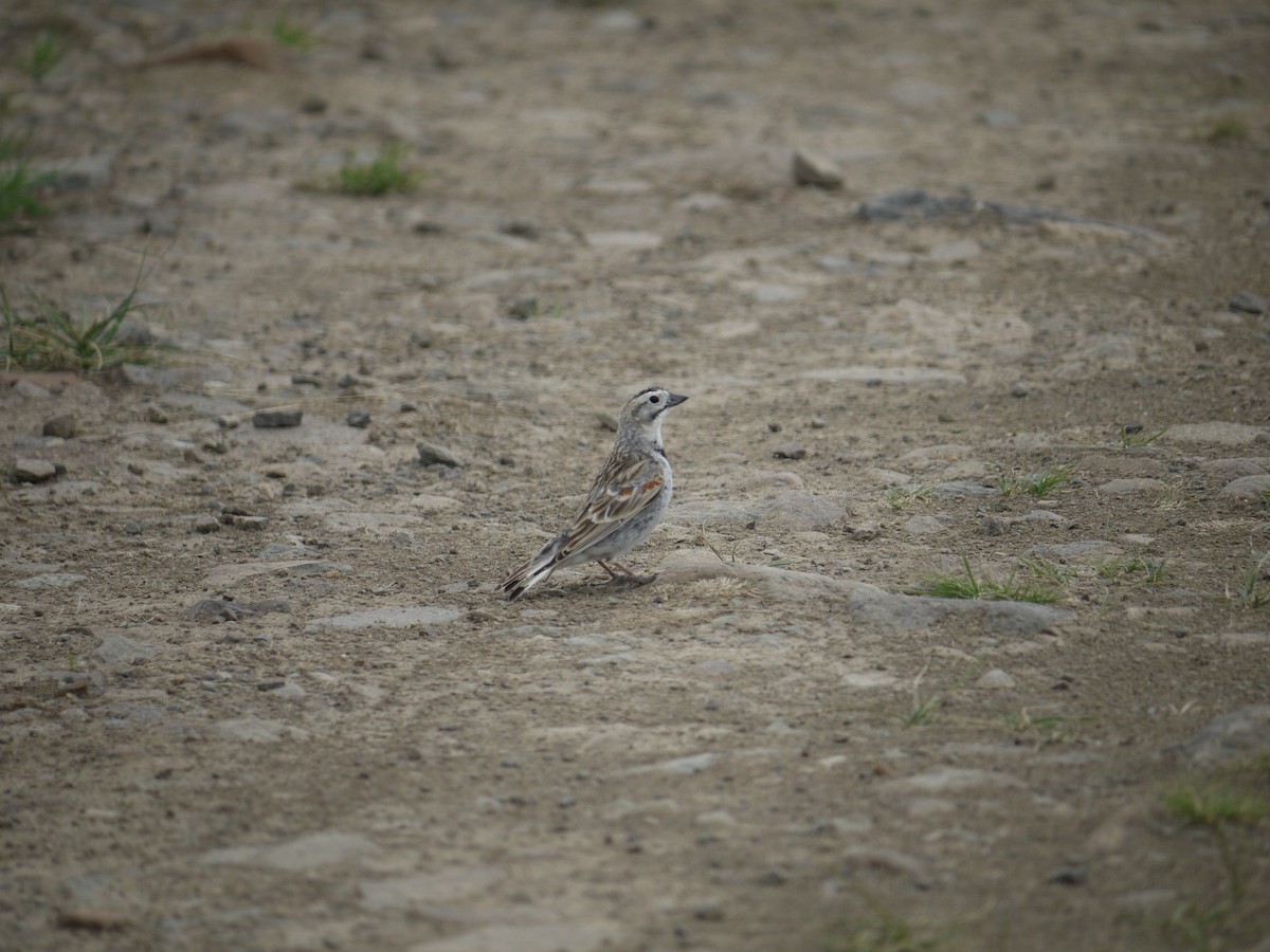 Thick-billed Longspur - ML641624248