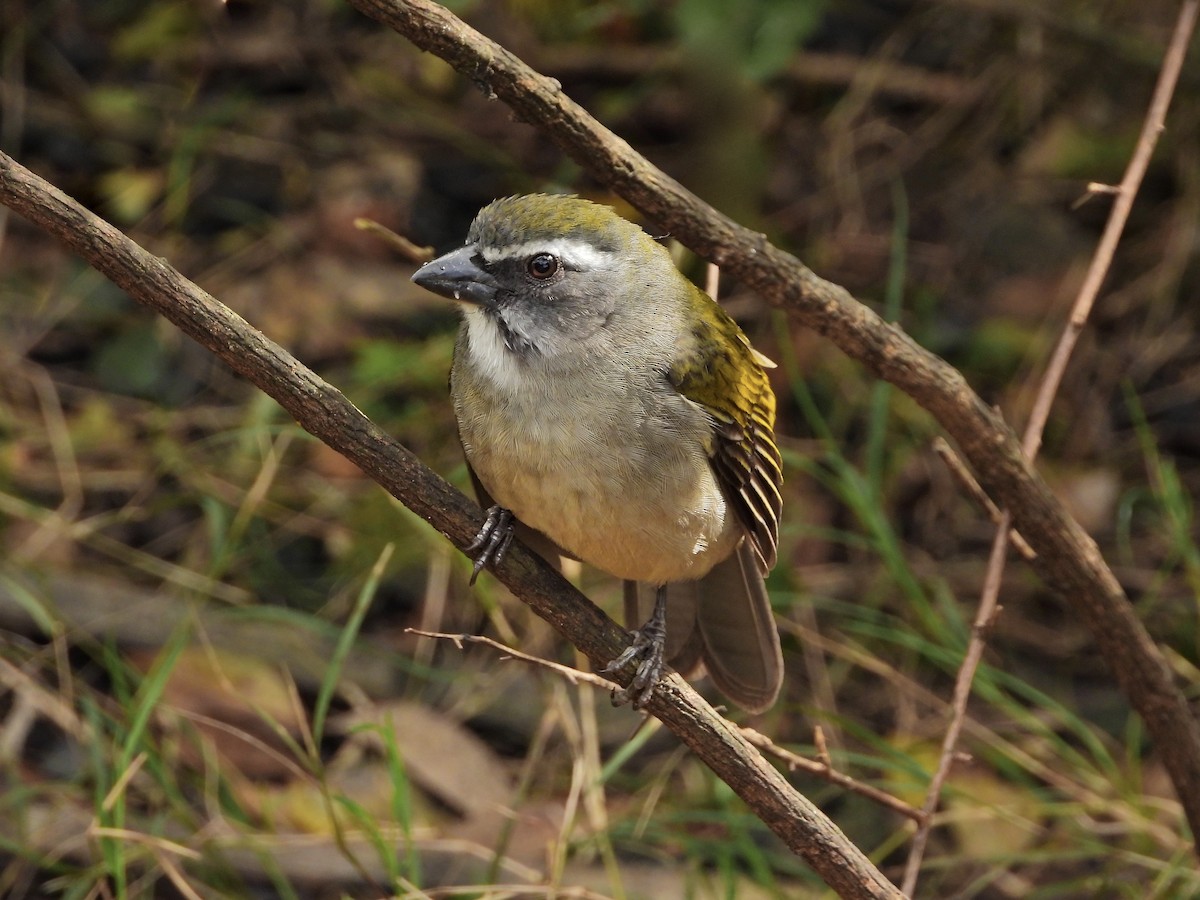 Green-winged Saltator - ML641624253