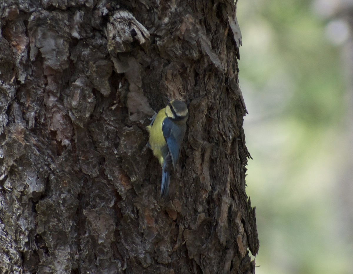 African Blue Tit - ML641624284