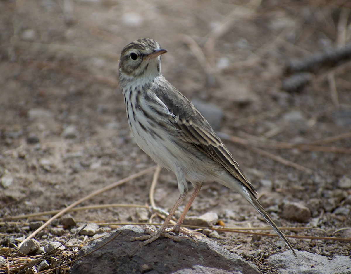 Berthelot's Pipit - ML641624288