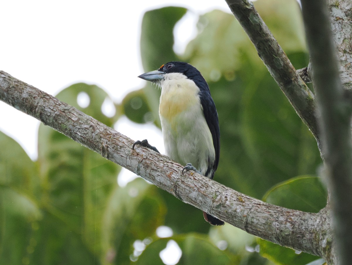 Orange-fronted Barbet - ML641624302