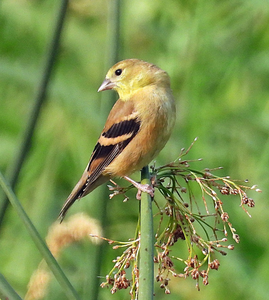 American Goldfinch - ML641624360