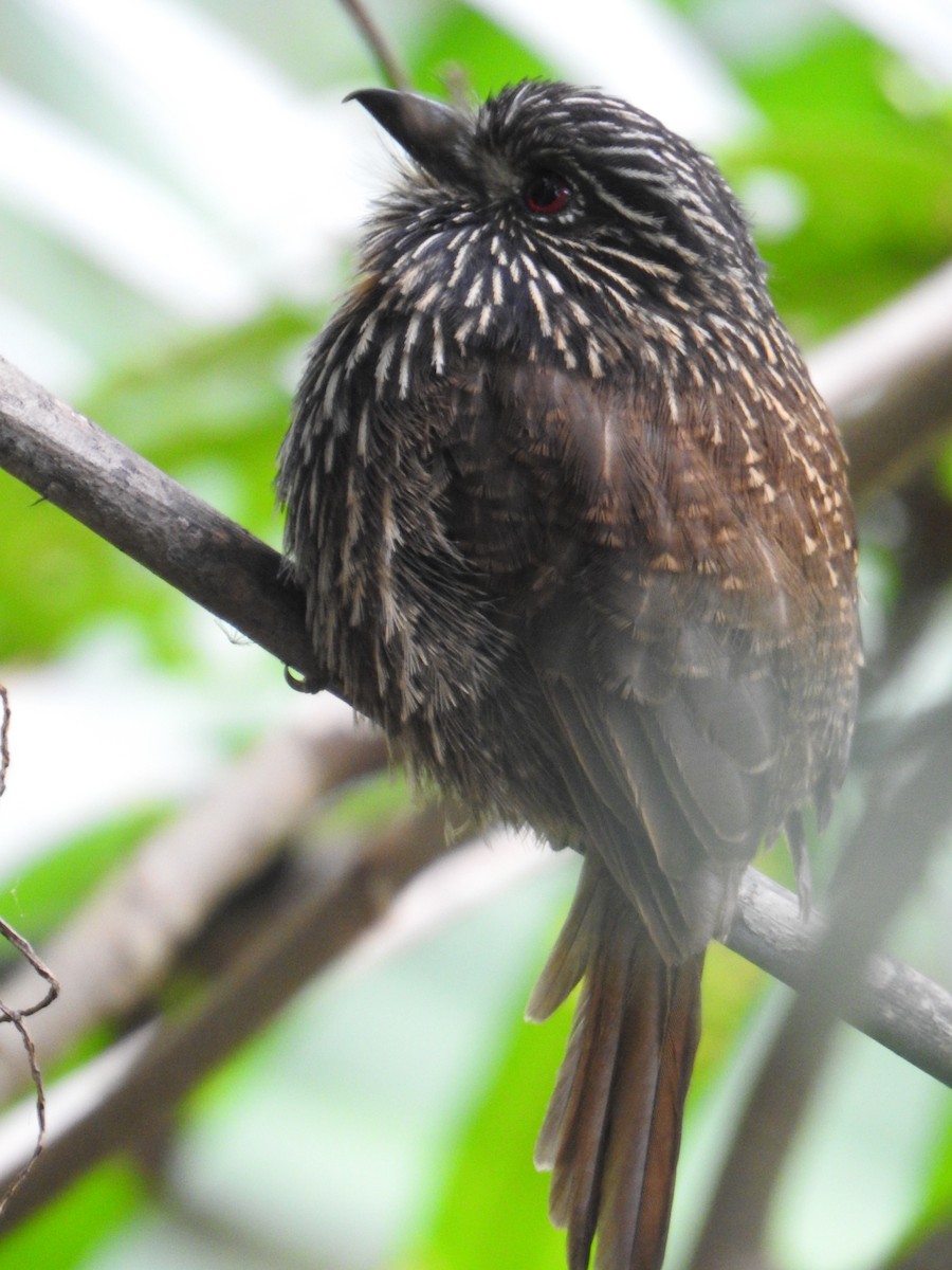 Black-streaked Puffbird - ML641624540
