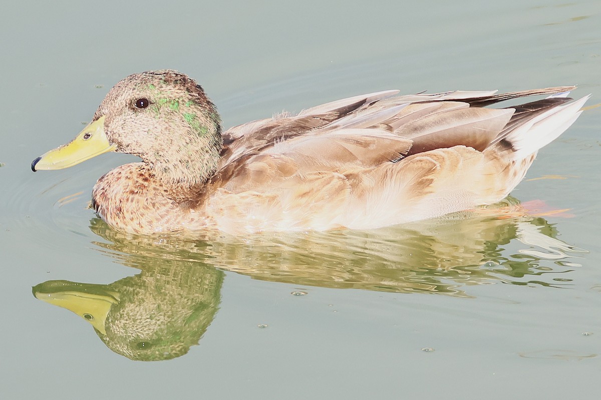 Mallard - ML641624587