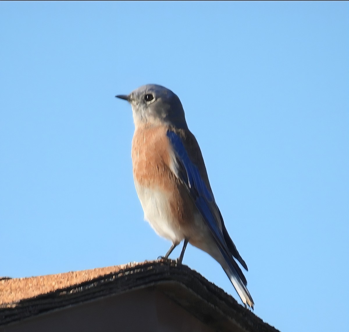 Blaukehl-Hüttensänger - ML641624589