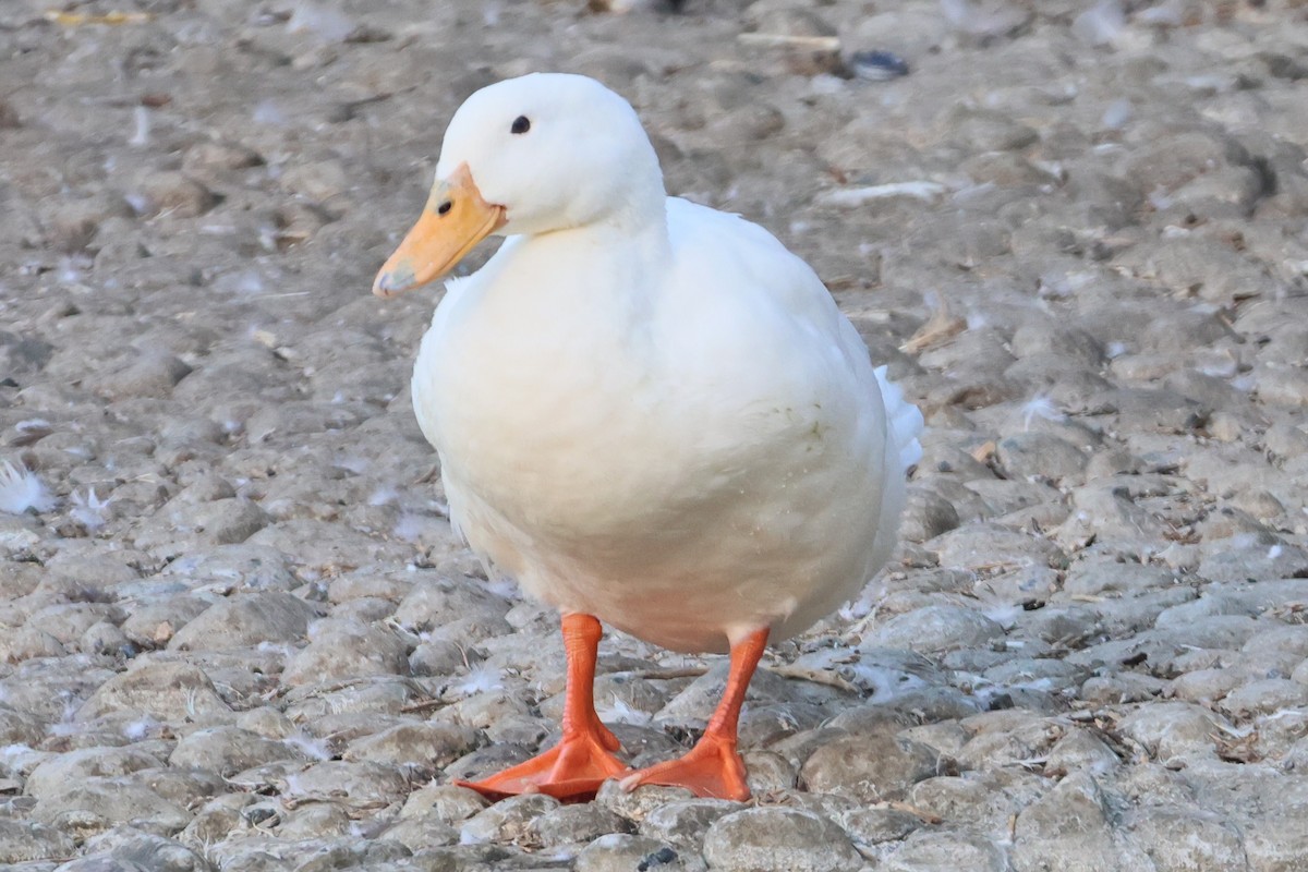 Mallard (Domestic type) - ML641624602