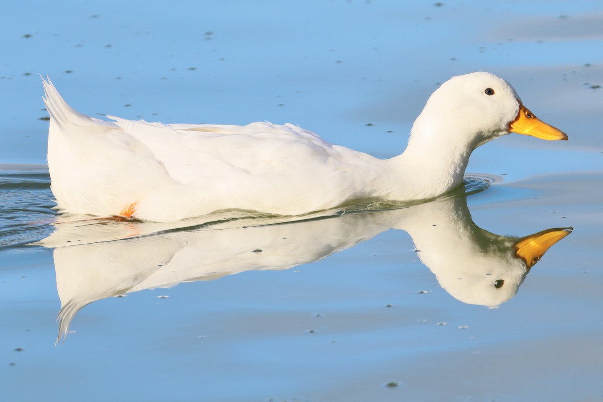 Mallard (Domestic type) - ML641624603